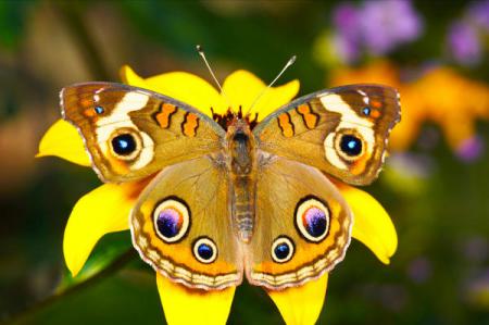 бабочка – это душа доброго человека, обосновавшаяся на земле и дарящая окружающим свет и радость
